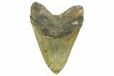 Serrated, Fossil Megalodon Tooth - North Carolina #352410-2